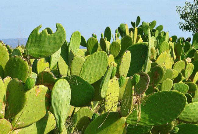 prickly pear extract and hangover