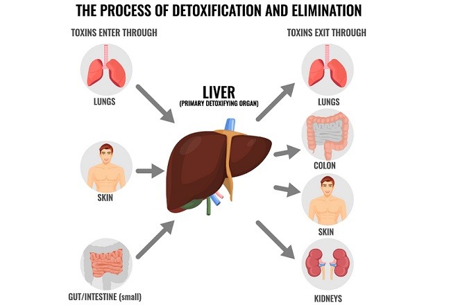 glutathione detoxification