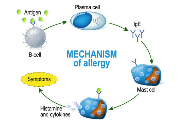 quercetin is anti-allergy
