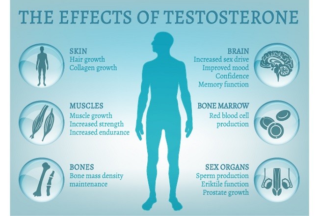 tongkat ali testosterone