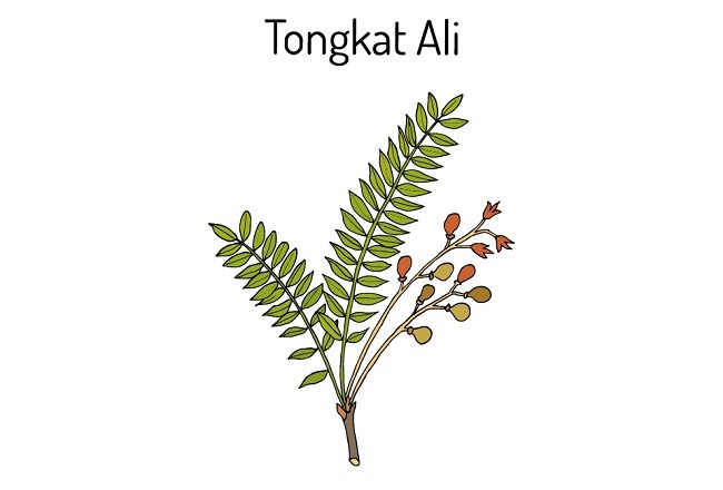 tongkat ali benefits